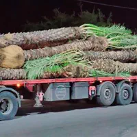 شهر کرد زیباتر با پالم نخل فنیکس تولید کننده رسمی|خدمات باغبانی و درختکاری|شهرکرد, |دیوار