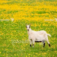 گمشده بز