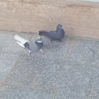 دو جفت کبوتر پر