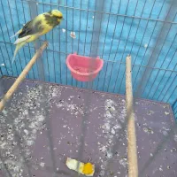 قناری نر سوپر