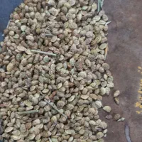 تخم خشه یا شبدر