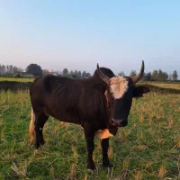 واگذاری ورزا چالوسی