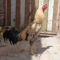 خروس لاری جوون