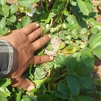 نشاء توت فرنگی رقم پاروس . پا کوتاه