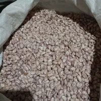 لوبیا چیتی درشت|حراج|نهاوند, |دیوار