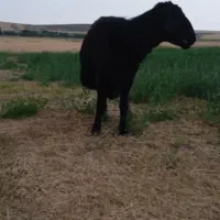 قوچ قزل افشار اصل جوان،