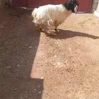 یک راس دوبر