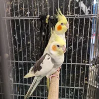 عروس هلندی|پرنده|ری, شهادت|دیوار