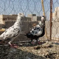 چند تا کبوتر گراف سوسکی و سبز