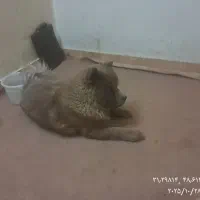 سگ چاو. چاو  نر قهوه ای رنگ