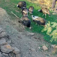 بوقلمون|حیوانات مزرعه|خواف, |دیوار