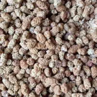 توت|عمده‌فروشی|کامیاران, |دیوار