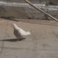 کبوتر