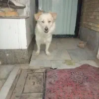 پیدا کردم سگ