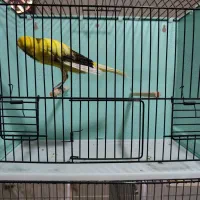 قناری رسمی بلند|پرنده|درگزین, |دیوار