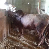 ورزاکوله‌ محلی میزان