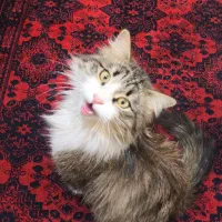 واگذاری گربه نروژی