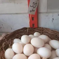 تخم اردک ومرغ محلی
