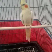 عروس هلندی سالم