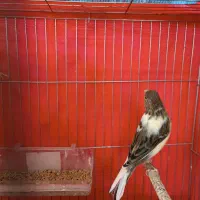 ماده قناری|پرنده|یزد, |دیوار