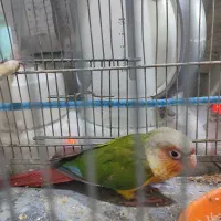 گرینچیک بالغ آماده سالم درشت کشیده