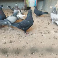 کبوتر پر