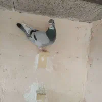 ۱۳تا نر گرگ به ضمانت دونه ۴۵۰