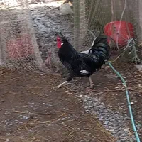 فروش خروس سیاه