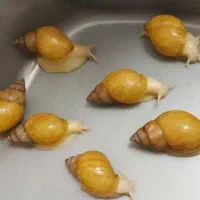 فروش حلزون زنده سالم و باکیفیت