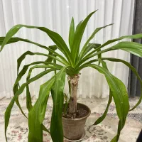 گیاه اشک ملکه ۹ ساله