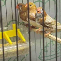 فنچ گلدین.زبرا فول اورنج.زبرا هاف اورنج.شارکول