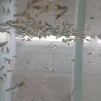 ماهی گوپی|ماهی|نجفآباد, باهنر|دیوار