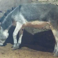 کره ماده|حیوانات مزرعه|میلاجرد, |دیوار