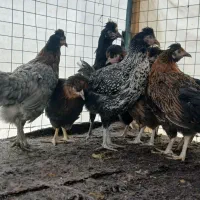 مرغ تاقچه دم تخمگذار‌جوان