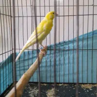 قناری ماده طلایی آماده