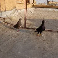 کفتر.کبوتر.|پرنده|شیراز, عادل آباد|دیوار