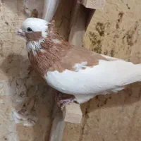 کفتر بهبونی