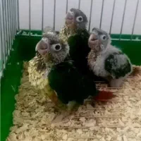 حراج جوجه ی سرلاکی طوطیهای خانگی دستی|پرنده|همدان, |دیوار