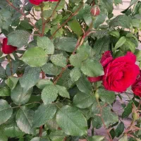 ویلایی تمیز