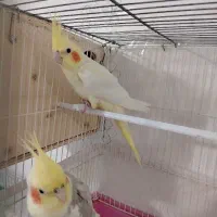 عروس هلندی مولد باتخم|پرنده|خرمشهر, |دیوار