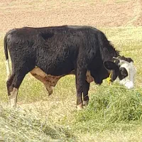 کوساله نر