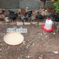 جوجه