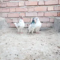 کبوتر|پرنده|جیرفت, |دیوار