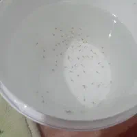 بچه ماهی گوپی|ماهی|کرمانشاه, |دیوار