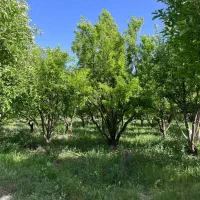 فروش باغ و زمین و باغچه