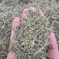 گیاه آنلاین ( عطاری گانودرما )|خوردنی و آشامیدنی|قم, هنرستان|دیوار