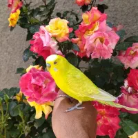 مرغ عشق هلندی وانگلیسی به همراه جوجه