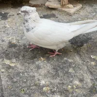 کفتر|پرنده|تهران, آهنگ|دیوار