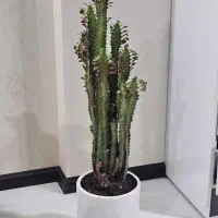 گل های آپارتمانی