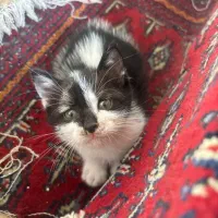 واگذاری فوری گربه|گربه|رشت, معلم|دیوار